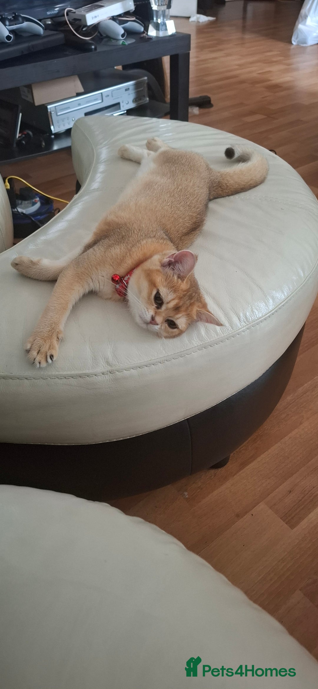British Shorthair cats for sale: Golden british short hair  - Image 3
