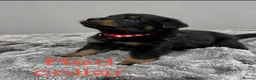 Rottweiler dogs for sale: 🐾 KC REGISTERED ROTTWEILER PUPS  - Advert 11