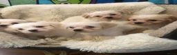 Mixed Breed dogs for sale: Adorabile Bichon puppies💕 - Advert 6