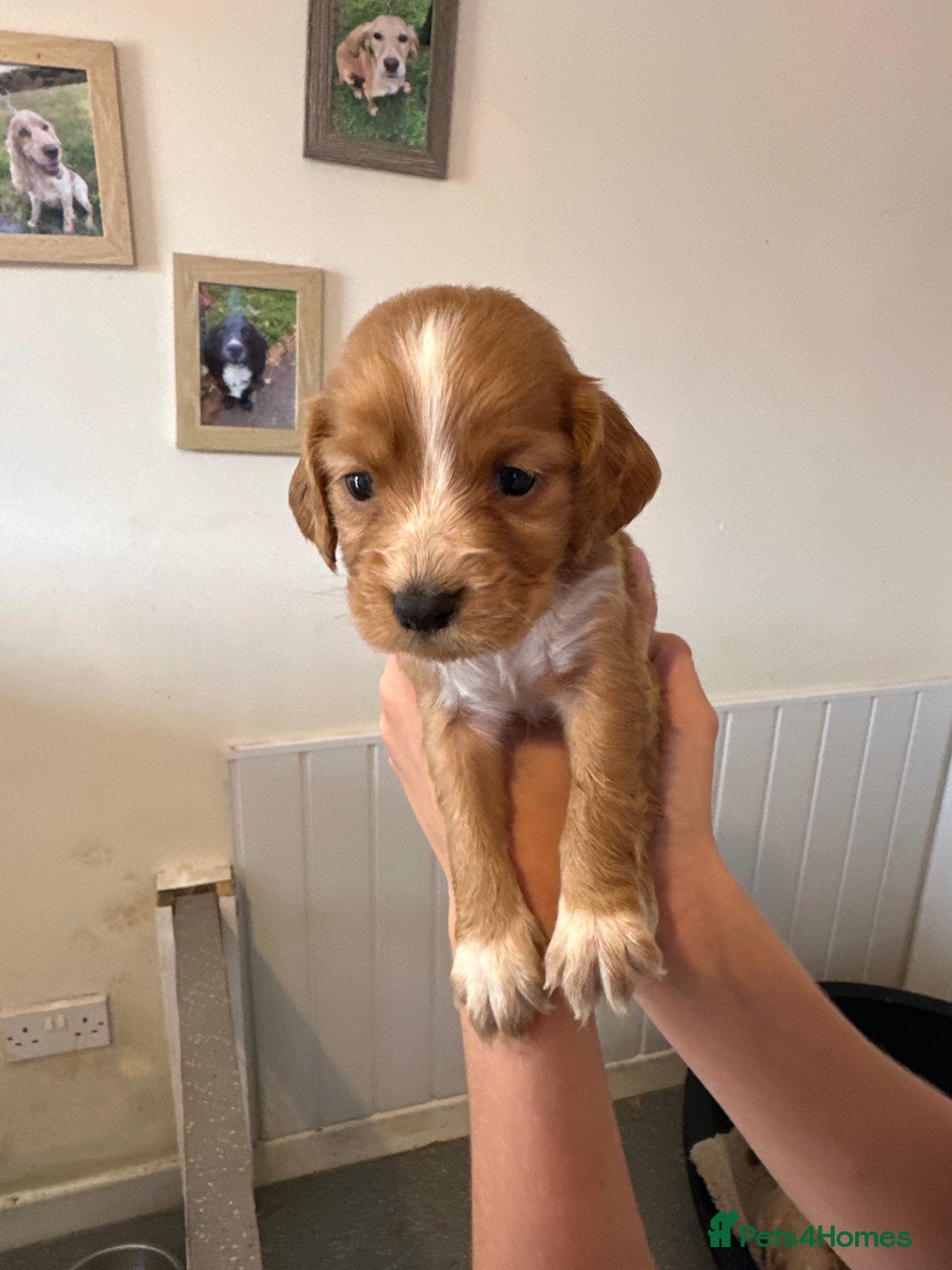 Cocker Spaniel dogs for sale: Kc cocker spaniels  - Image 16