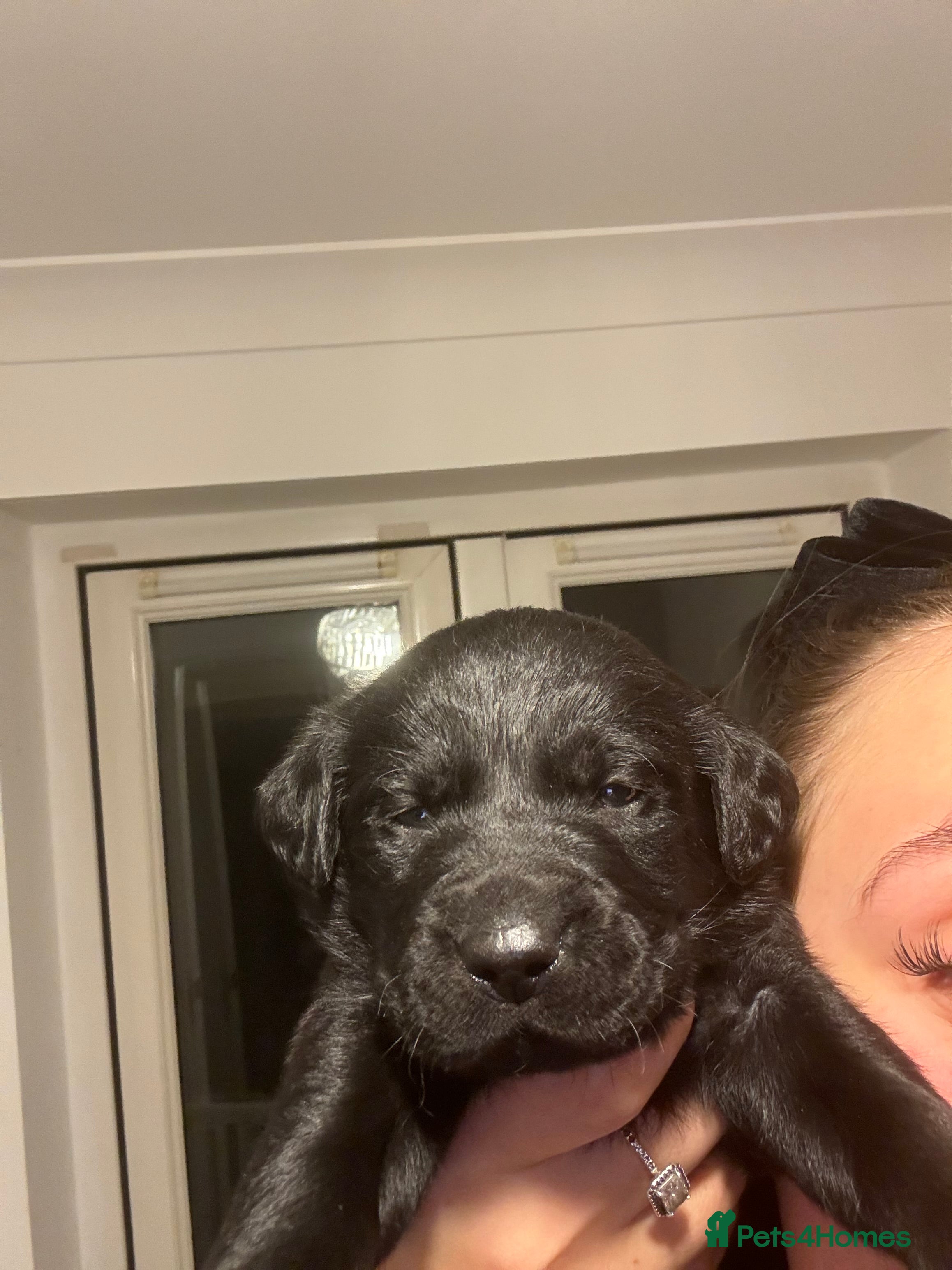 Labrador Retriever dogs 6 Adorable Family-Raised Puppies 🐶✨  - Advert 2