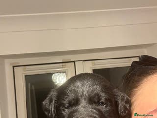 Labrador Retriever dogs 5 Adorable Family-Raised Puppies 🐶✨ - Advert 5