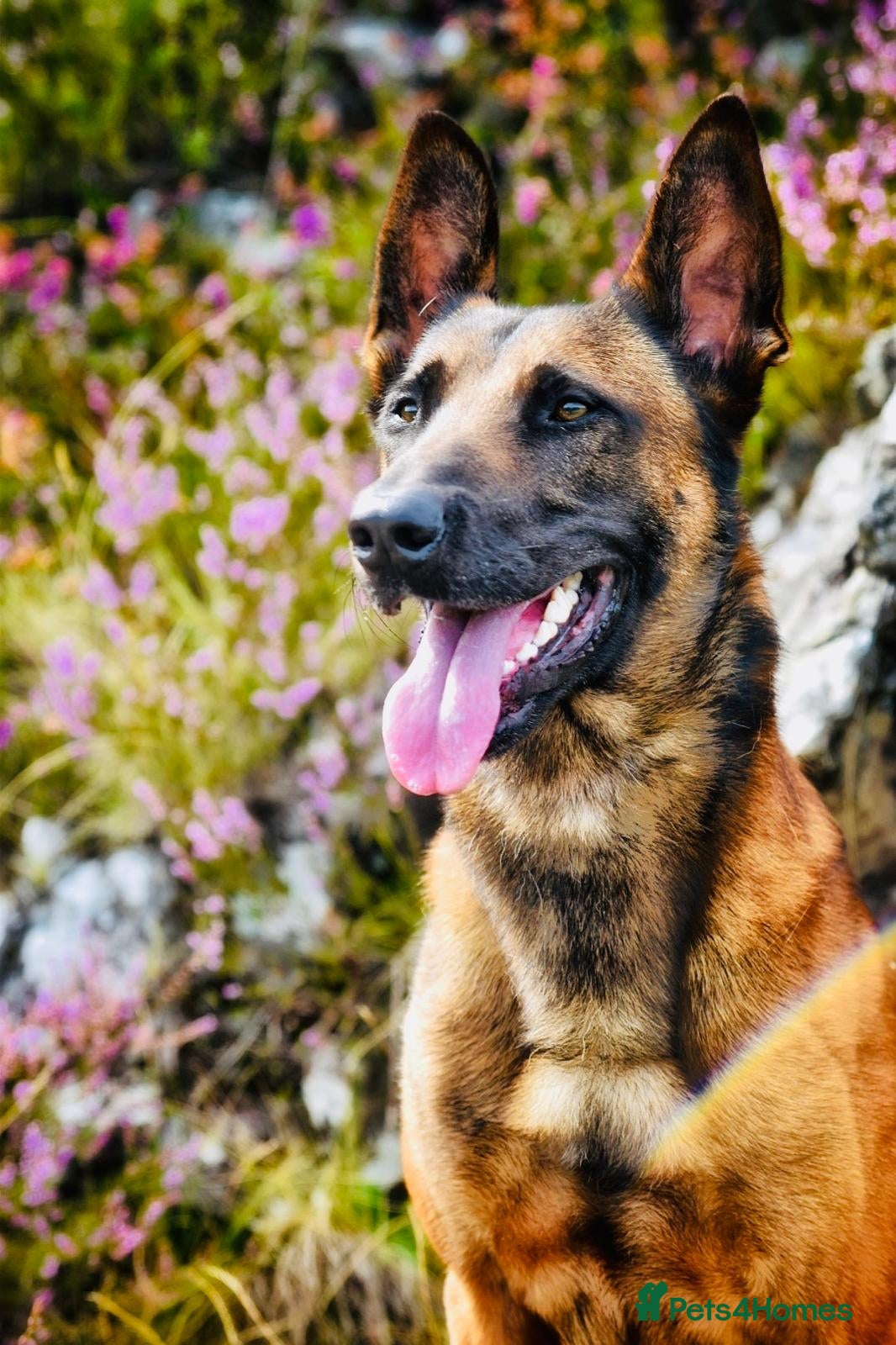 Mixed Breed dogs Belgian x Dutch Shepherd – Goofy in Newcastle upon Tyne - Advert 1