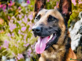 Mixed Breed dogs Belgian x Dutch Shepherd – Goofy in Newcastle upon Tyne - Advert 1