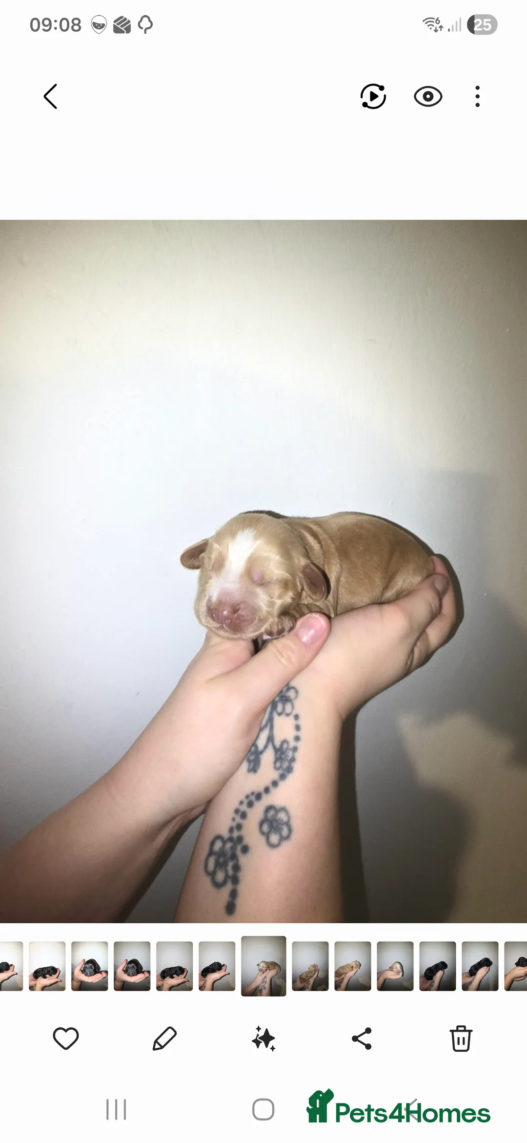 Cocker Spaniel dogs for sale: Cocker spainel puppies - Advert 30