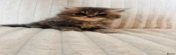 Persian cats for sale: Gorgeous Persian Kittens  - Advert 6
