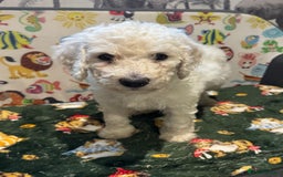 Goldendoodle dogs for sale: Golden doodle F1B stunning puppies  - Image 18