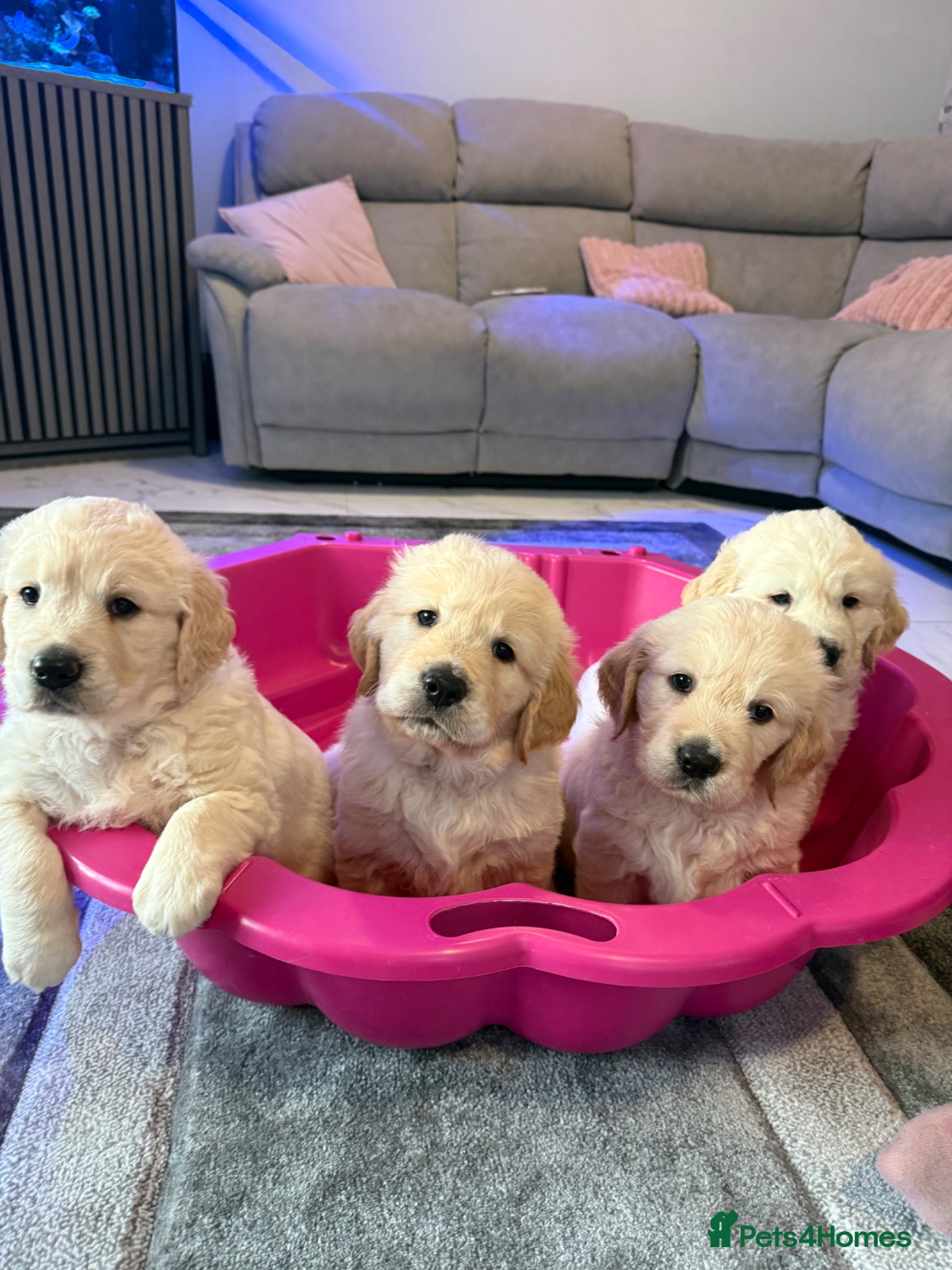 Golden Retriever dogs for sale: Beautiful chunky golden retriever puppies  in Chelmsford - Advert 6