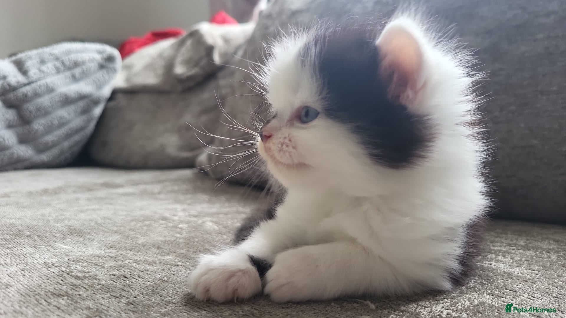Persian cats for sale: Long haired Doll faced Persian cross  - Advert 11