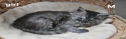 Maine Coon cats for sale: Large Maine Coon kittens regd European bloodline - Advert 11