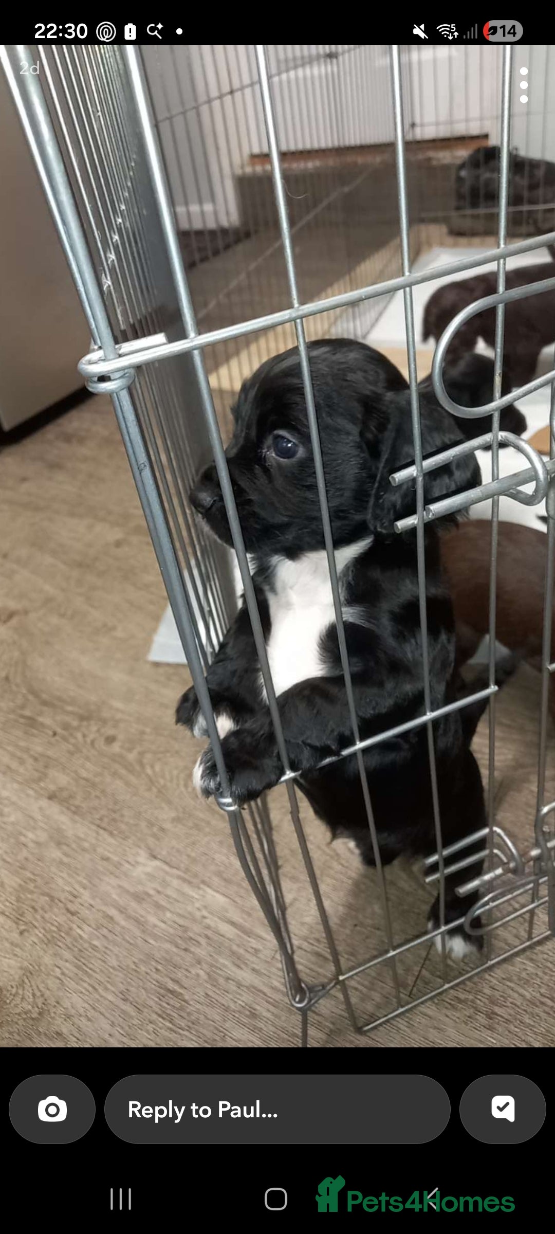 Cocker Spaniel dogs for sale: Cocker spaniels ready 21st December.  - Advert 11