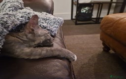 Devon Rex cats for sale: Devon Rex  - Image 7
