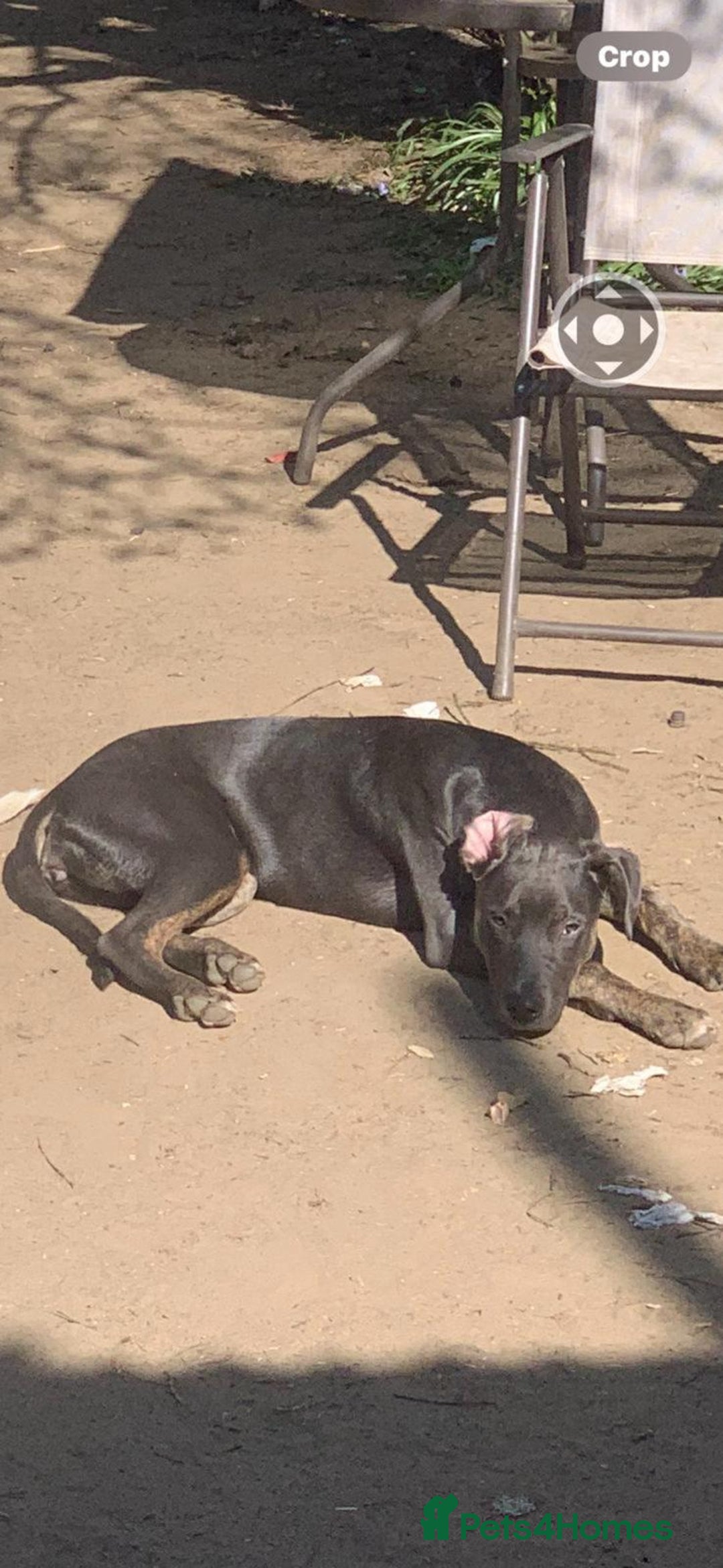 Mixed Breed dogs for sale: Blue need a new home asap - Image 6