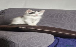 Mixed Breed cats for sale: Daisy needs a home! - Advert 4