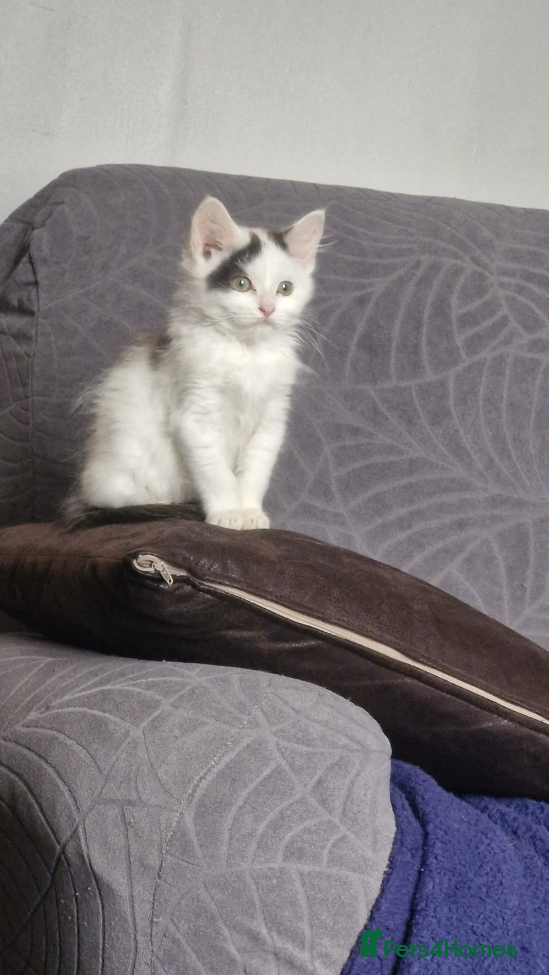 Mixed Breed cats for sale: Daisy needs a home! - Advert 4
