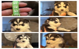 Siberian Husky dogs for sale: Siberian husky puppy’s for sale  - Image 13