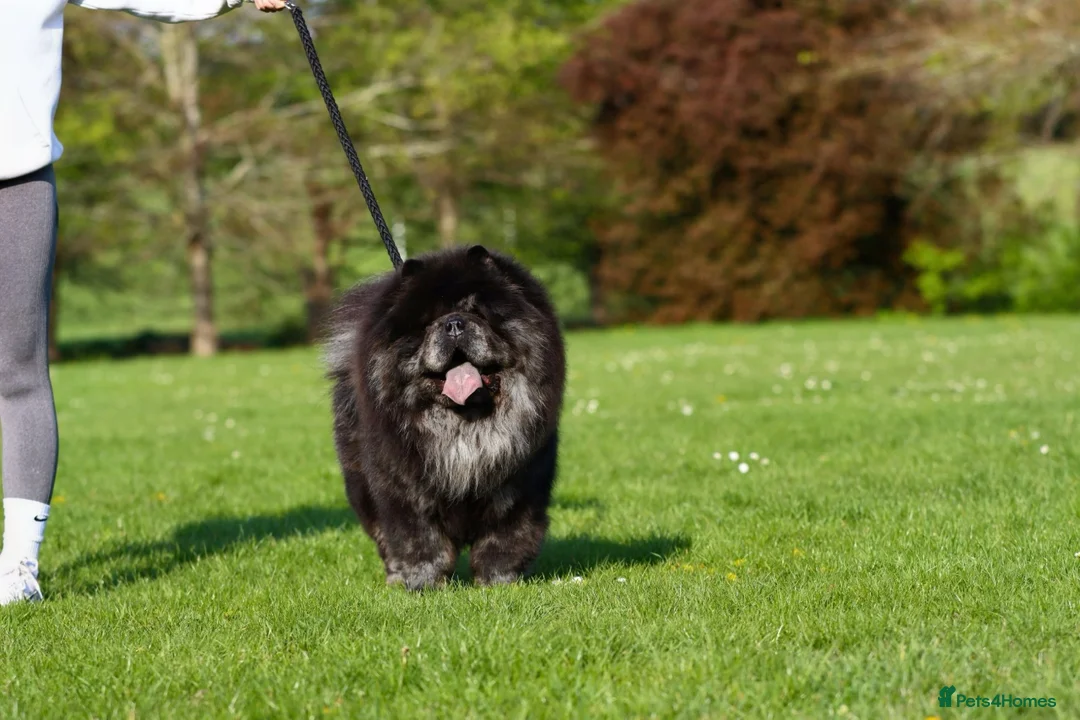 Chow Chow dogs for stud: Merle chow chow stud - blue and tan  in Paignton - Advert 8