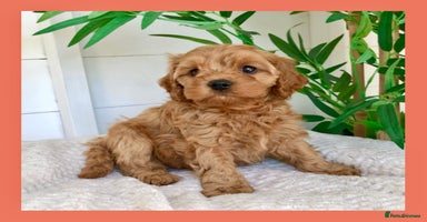 Cavapoo dogs - Advert 10