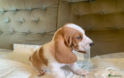 Basset Hound dogs for sale: Basset Hound Puppies - Image 16