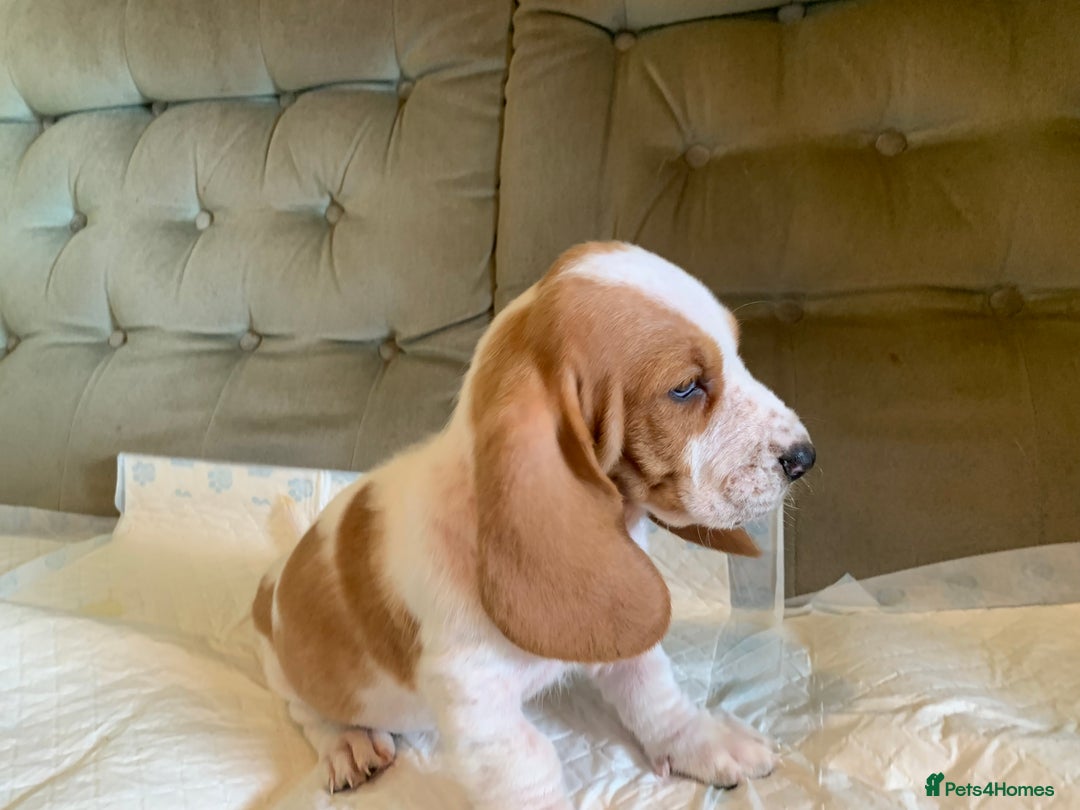 Basset Hound dogs for sale: Basset Hound Puppies - Image 16