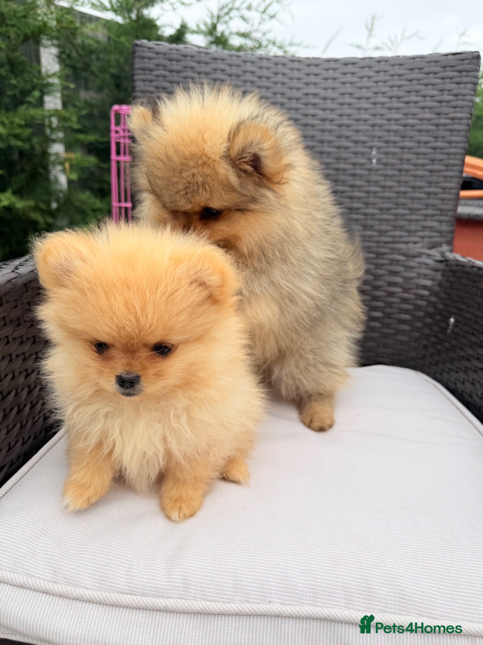 Pomeranian dogs READY TO LEAVE 2 BOYS LEFT Pom PUPPIES 🫶🏽   - Advert 1