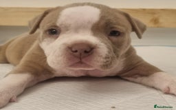 American Bully dogs for sale: 4 pocket bully pups. - Advert 8
