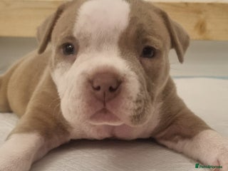 American Bully dogs 4 pocket bully pups. - Advert 17