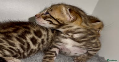 Bengal cats - Advert 15