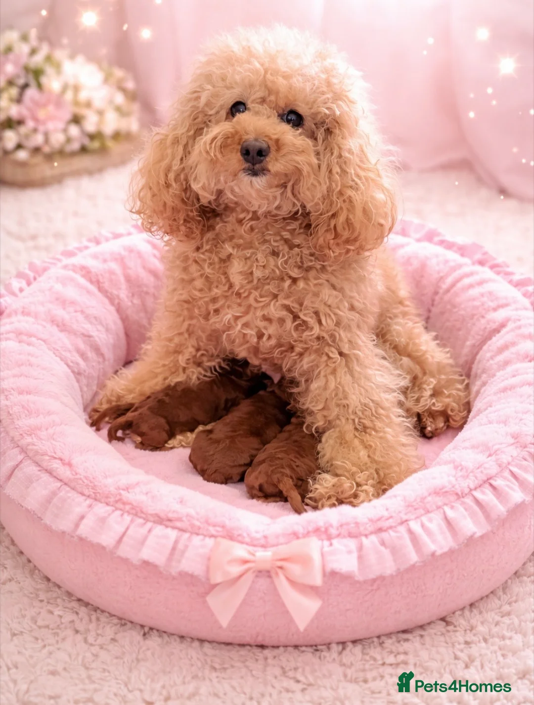 Cavapoochon dogs for sale: DNA Tested Hypoallergenic Cavapoochon F1BB Babies  - Advert 21