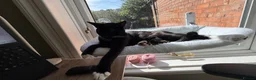 Mixed Breed cats for sale: Bonnie - sweet girl looking for a new home - Advert 6