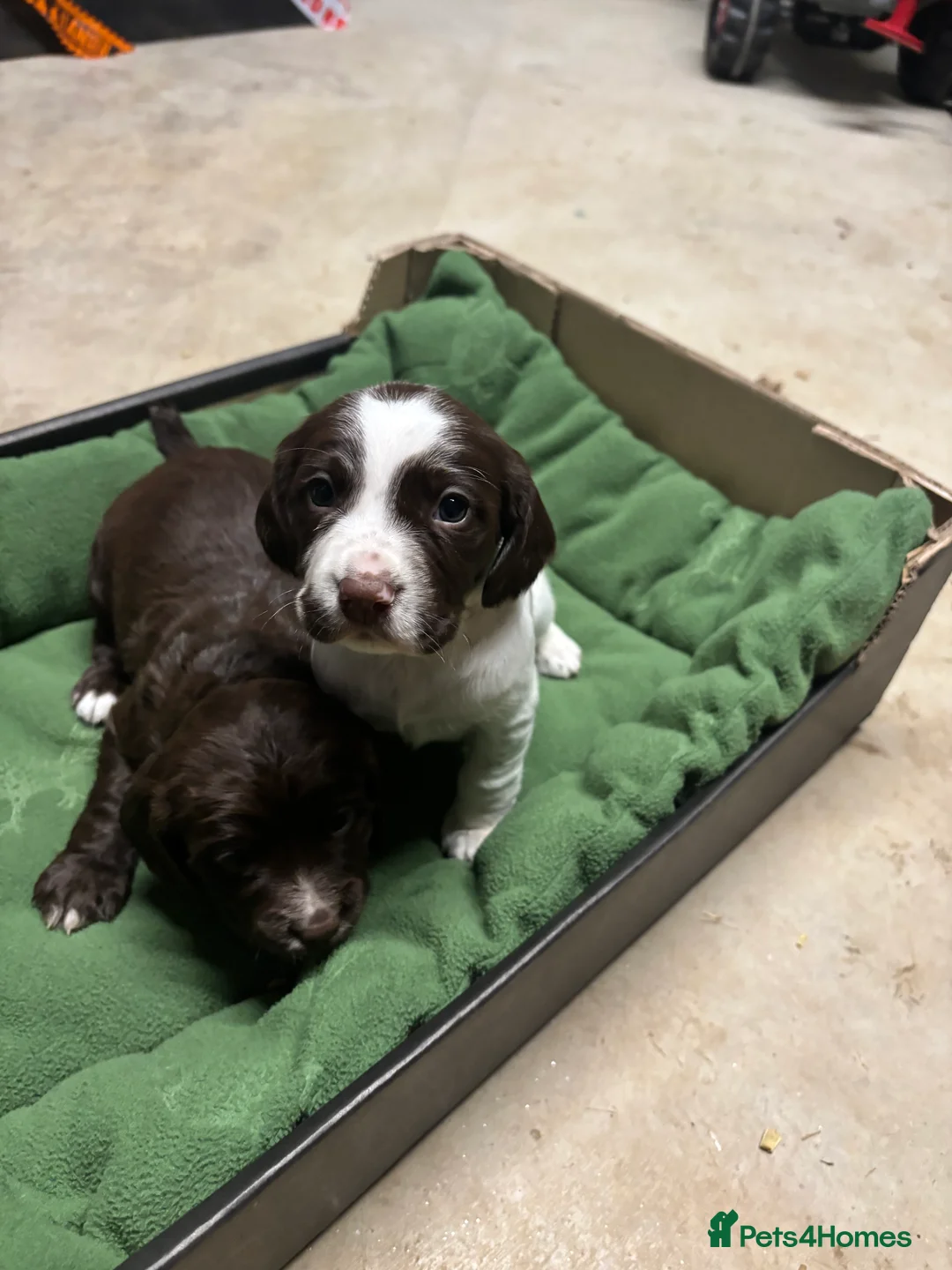 Springador dogs for sale: Sprockerdor puppies for sale - Advert 12