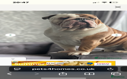 Mixed Breed dogs for sale: English bulldogs  - Advert 31