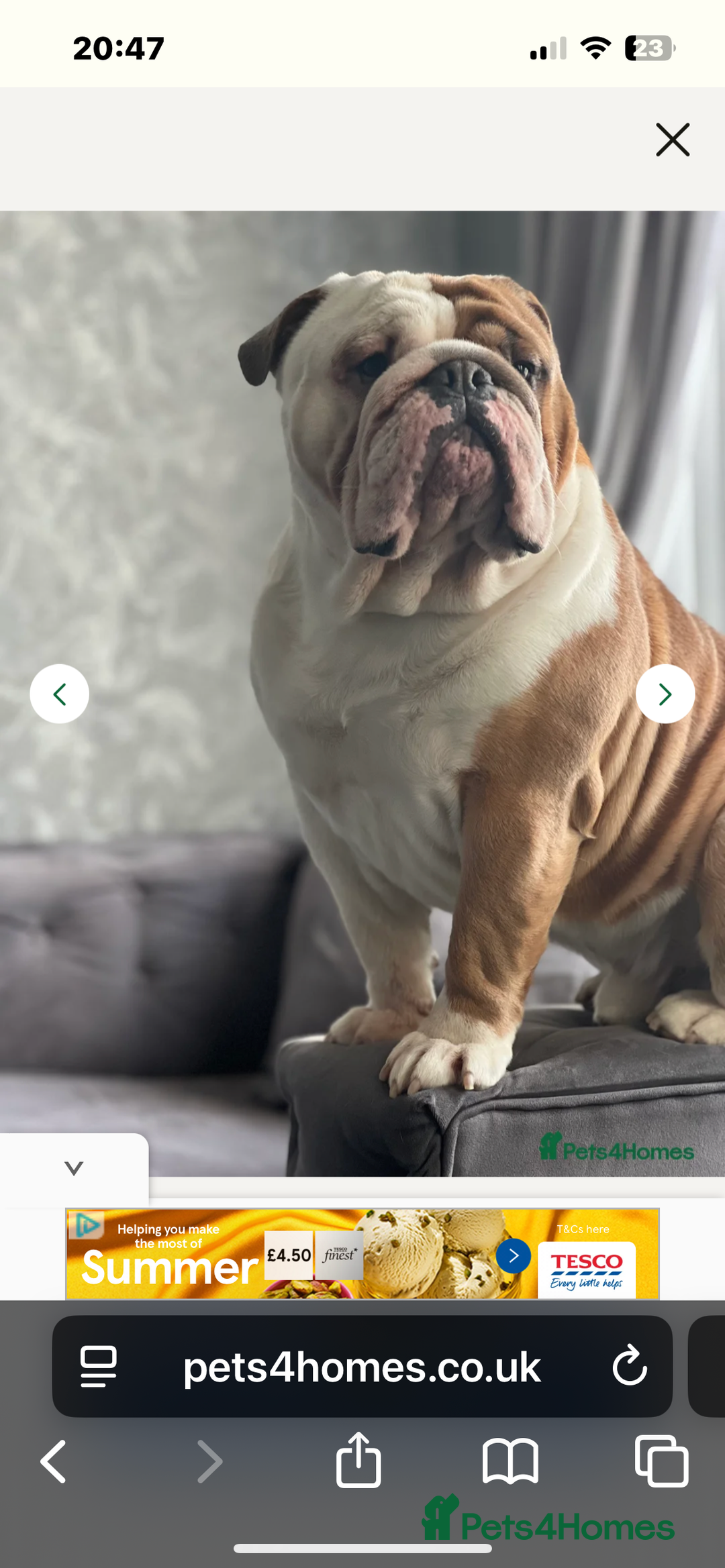 Mixed Breed dogs for sale: English bulldogs  - Advert 31