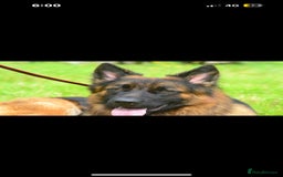 German Shepherd dogs for sale: GLENCONNER GERMAN SHEPHERDS  - Image 8