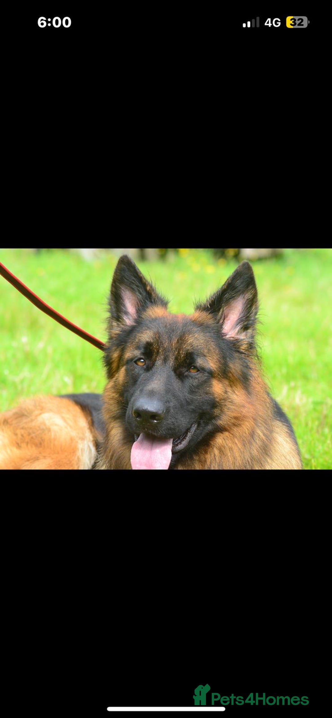 German Shepherd dogs for sale: GLENCONNER GERMAN SHEPHERDS  - Image 8