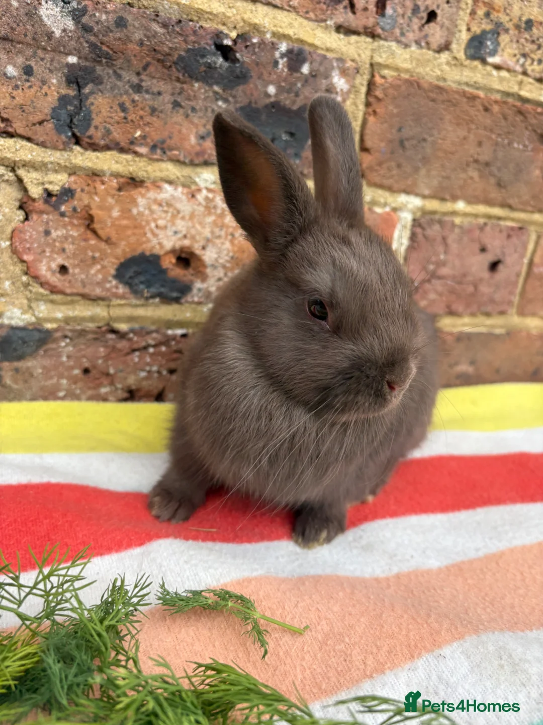 Netherland Dwarf rabbits for sale: Sweet chocolate & Blue Netherland Dwarf bunnies - Advert 14