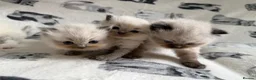 Ragdoll cats for sale: Beautiful Ragdoll Kittens 💎  - Advert 11