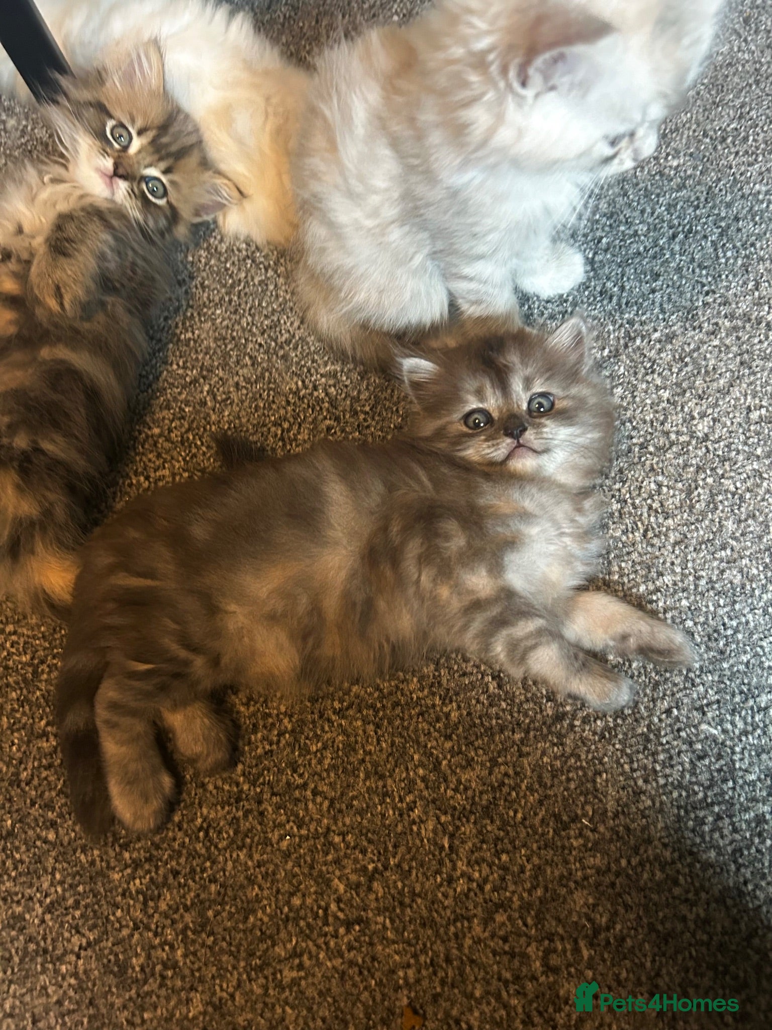 Persian cats 7-Persian kittens for sale 🩶🩵 males & Females - Advert 5