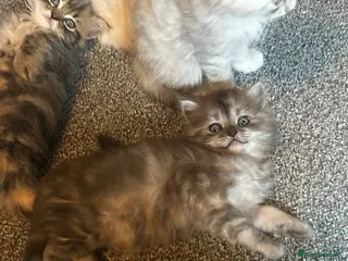 Persian cats 7-Persian kittens for sale 🩶🩵 males & Females - Advert 5