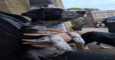 Border Collie dogs - Advert 4