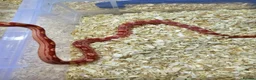 Corn Snake reptiles for sale: Corn snake  in Leicester - Advert 19