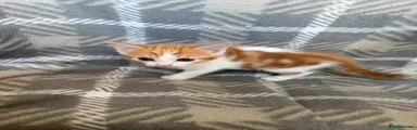 Domestic Shorthair 4