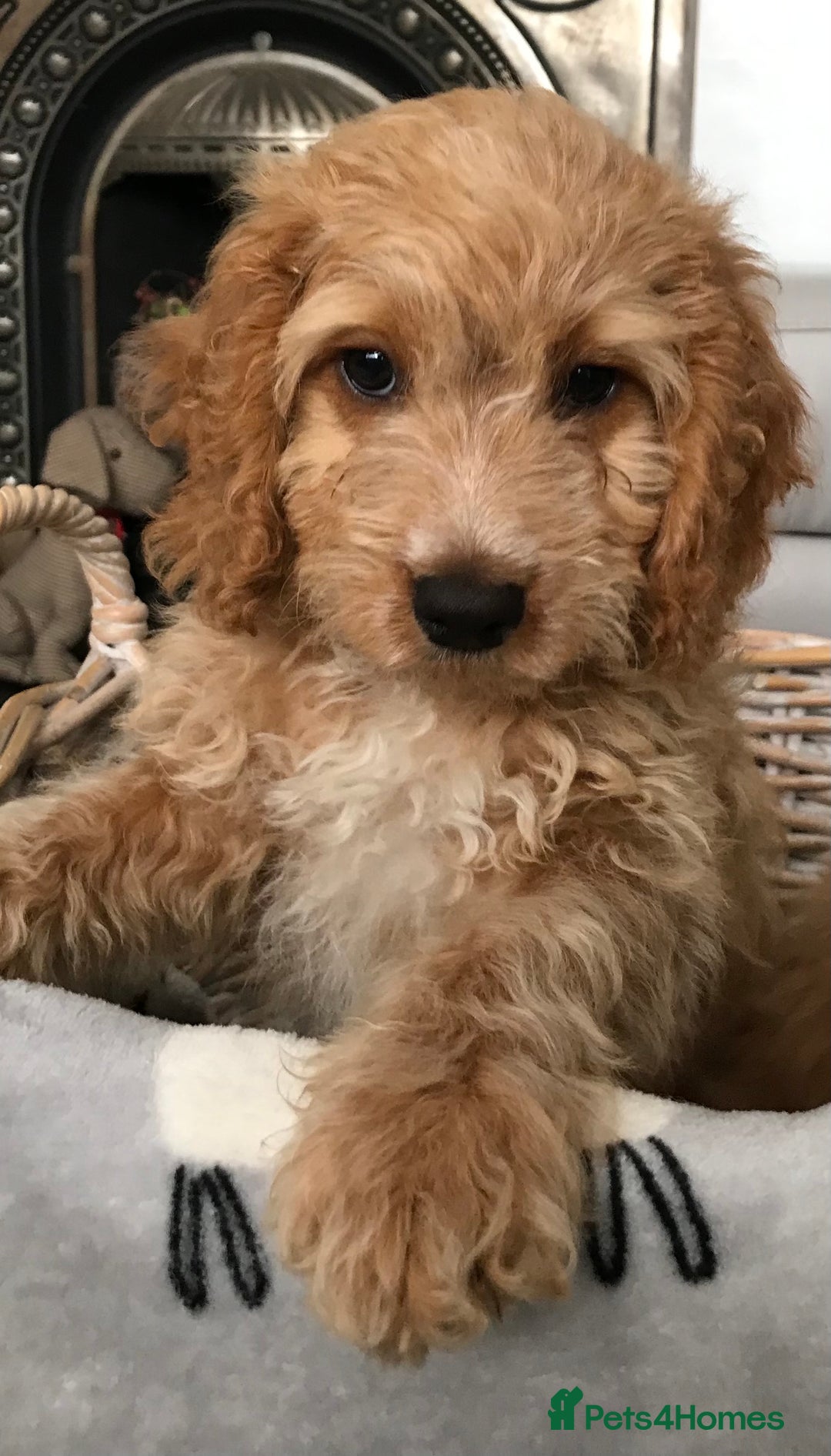 Cockapoo dogs for sale: 🐩🐶STUNNING F1 COCKAPOO PUPPIES🐶🐩 - Image 37