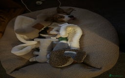 Jack Russell dogs for sale: Jack Russell for loving home - Advert 12