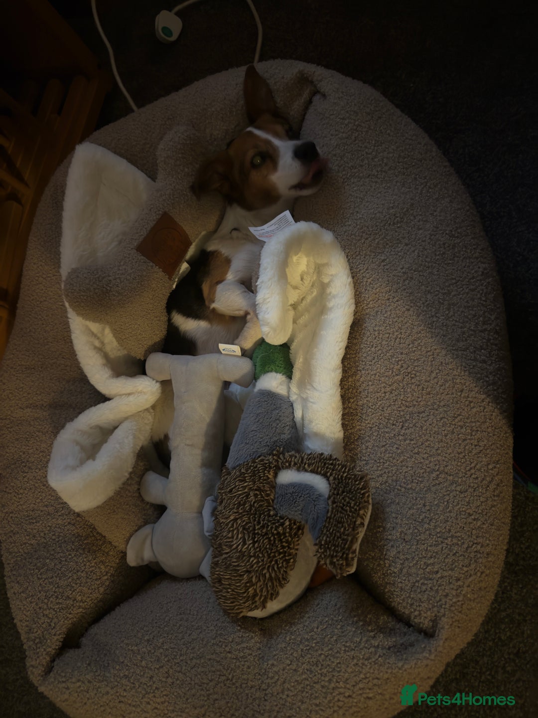 Jack Russell dogs for sale: Jack Russell for loving home - Advert 12