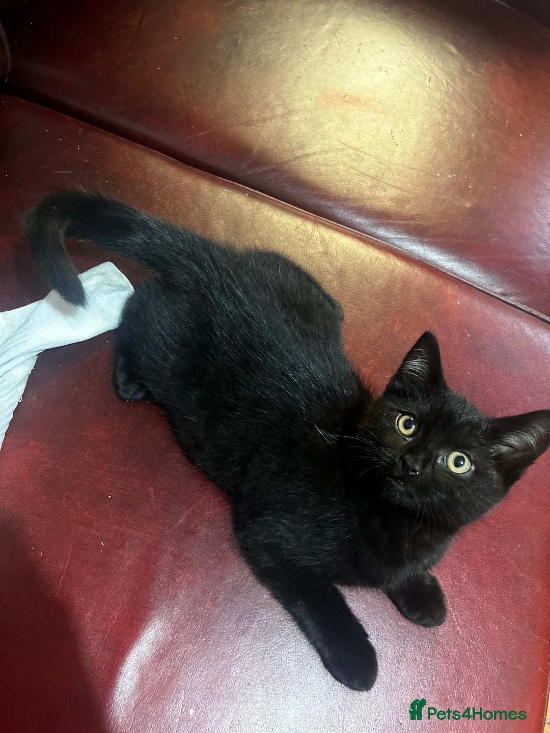 British Shorthair cats for sale: 2 little boys looking for home  - Advert 4