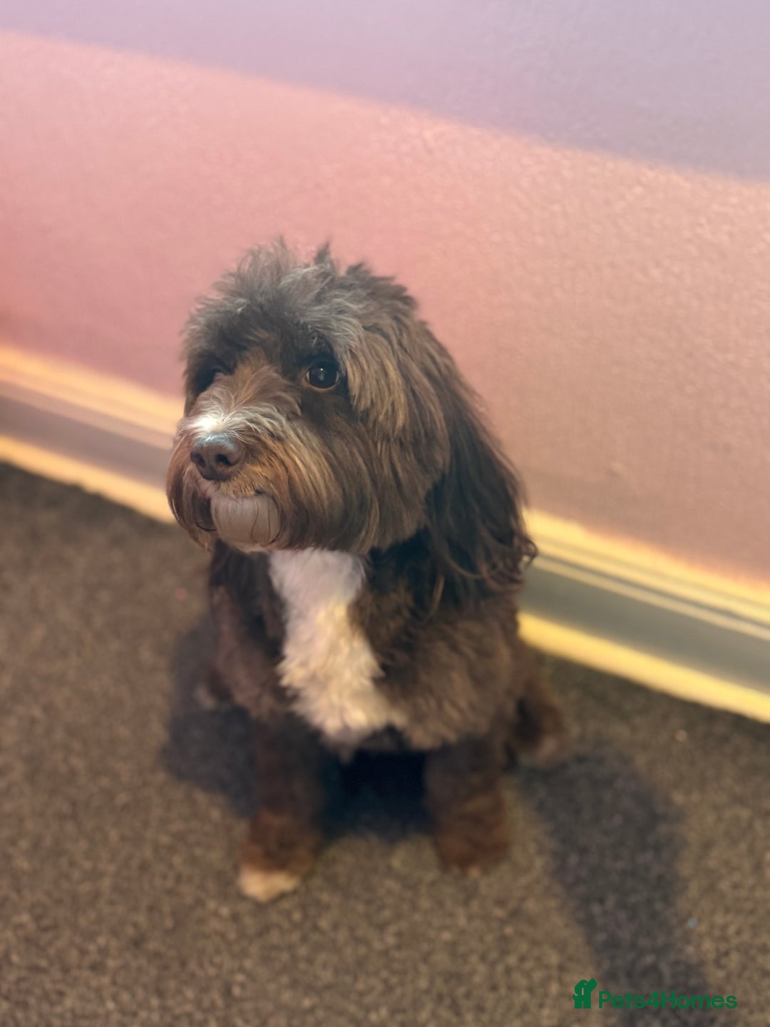 Cockapoo dogs for sale: F2 cockapoo puppies LAST GIRL  - Advert 11