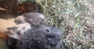 Guinea Pig rodents - Advert 8