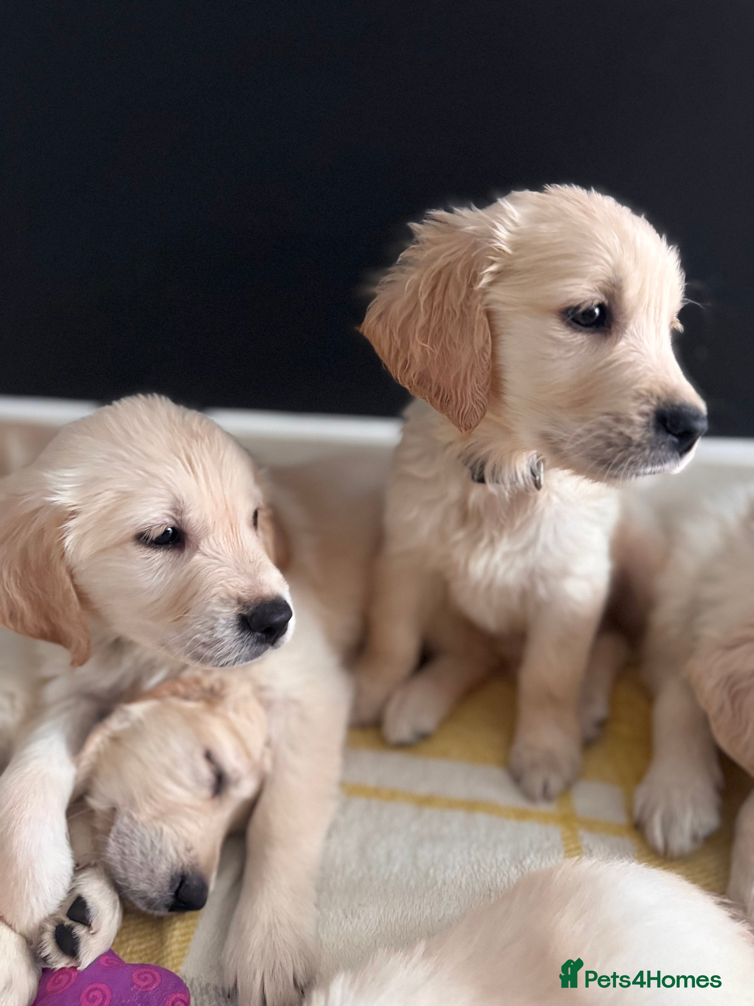 Golden Retriever dogs Champion line-KC Reg. Golden Retriever Puppies💖💙 - Advert 5