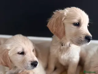 Golden Retriever dogs Champion line-KC Reg. Golden Retriever Puppies💖💙 - Advert 5